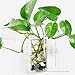 Set of 2 Wall Mounted Clear Glass Terrariums Hanging Flower Vase Square Tube Air Plant Jar