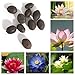 Trenton 10Pcs Water Lotus Flower Plant Bowl Pond Bonsai Seeds for Home Garden Yard Decor (Mixed Color)