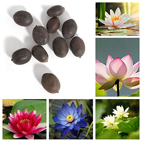 Trenton 10Pcs Water Lotus Flower Plant Bowl Pond Bonsai Seeds for Home Garden Yard Decor (Mixed Color)