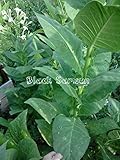 Heirloom Black Sea Samsun Turkish/Oriental Tobacco Seed Cigarette Pipe Gift
