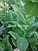 Heirloom Black Sea Samsun Turkish/Oriental Tobacco Seed Cigarette Pipe Gift
