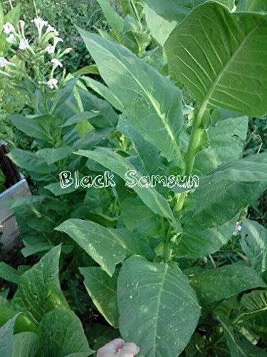 Heirloom Black Sea Samsun Turkish/Oriental Tobacco Seed Cigarette Pipe Gift