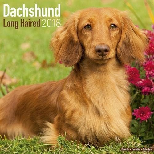Longhaired Dachshund Calendar - Dog Breed Calendars - 2017 - 2018 wall Calendars - 16 Month by Avonside