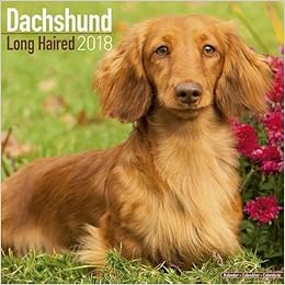 Long Haired Dachshund Calendar Long Hair Dachshund Calendar