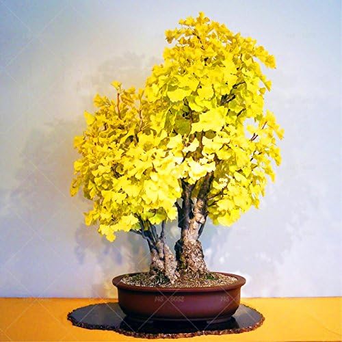 Otoño las hojas amarillas 5 pcs semillas de Ginkgo gingko biloba ...