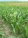 60 YELLOW CORN EARLY XTRA SWEET Zea Mays Vegetable Seeds