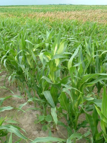60 YELLOW CORN EARLY XTRA SWEET Zea Mays Vegetable Seeds 60 YELLOW CORN EARLY XTRA SWEET Zea Mays Vegetable Seeds