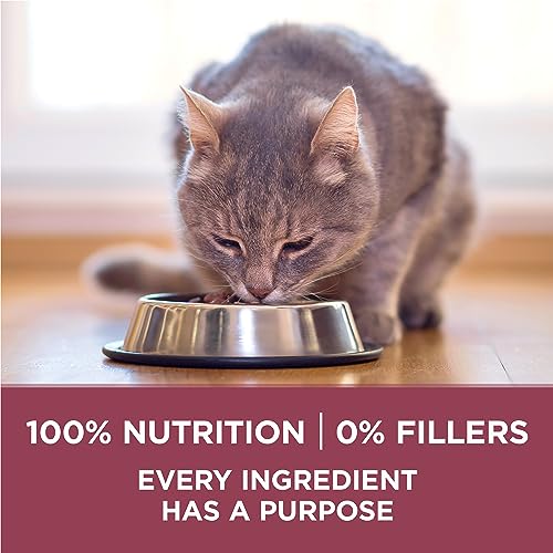 Purina ONE +Plus Senior Dry Cat Food, Chicken - 1.8 kg Bag
