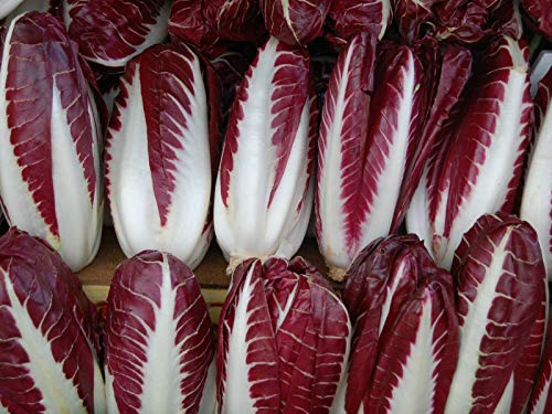 Seeds - Radicchio- Rossa di Treviso Precoce- (Lettuce) Chicory 500+ by TricaStore