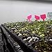 Bootstrap Farmer 72 Cell Seed Starter Tray - 5 Pack - Extra Strength 1020 Starting Trays for Planting Seedlings, Propagation, Germination Plugs