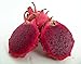 American Beauty Dragon Fruit - Hylocereus - Pitaya/Strawberry Pear - 4