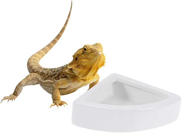 amazon reptile store