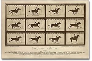 THE MCMAHAN PHOTO ARCHIVE The Horse in Motion by Eadweard Muybridge 8x12 Photograph Photo Print