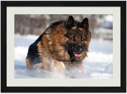 Amazon Co Jp ジャーマンシェパードランニング動物の写真木製黒額縁アートポスター 30cmx40cm ホーム キッチン