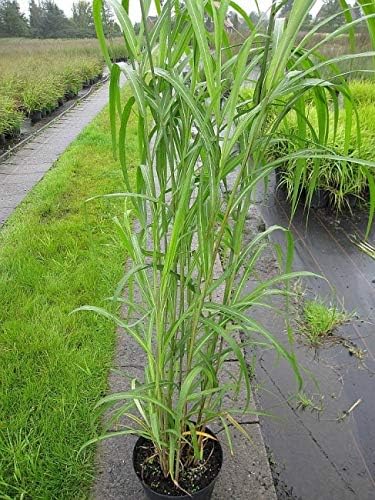 Miscanthus Sinensis Silberfeder Garten Schilf Silberfeder Amazon De Garten