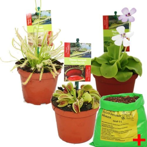 Starter Set Carnivorous Plant - 3 Plants + Special Soil