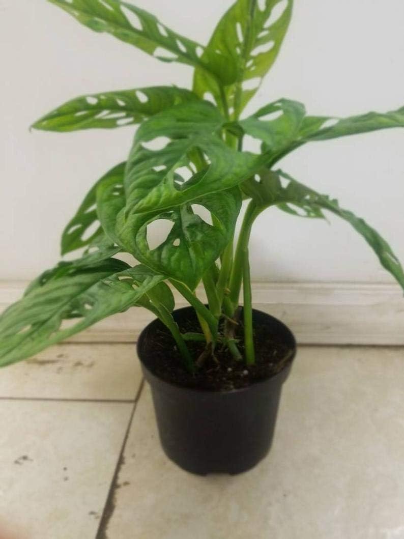 carnosa Monstera Philodendron Adansonii Live Plant in a 6 inch Growers Pot