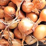 TomorrowSeeds - Super Sweet Candy Onion Sets