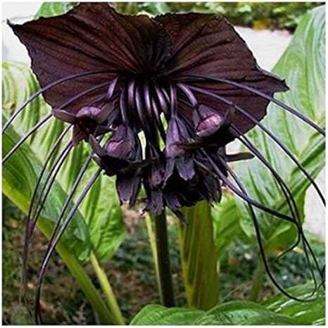 Chauve Souris A Racines De Fleurs 10 Graines De Chauve Souris Noires Plante Tacca Chantrieri Amazon Ca Terrasse Et Jardin