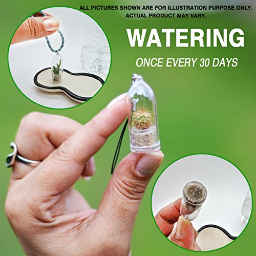 Arizona Cactus Live Terrarium Plant Keychain Accessory