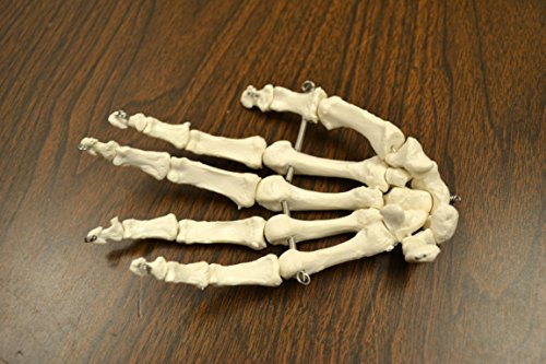 5 Disarticulated+Skeleton+Medical+Quality+Height