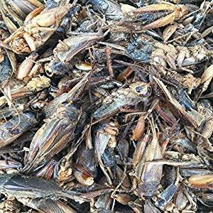 Hatortempt 5lbs Dried Cricket for Chicken,Wild Bird,Fish,Reptiles