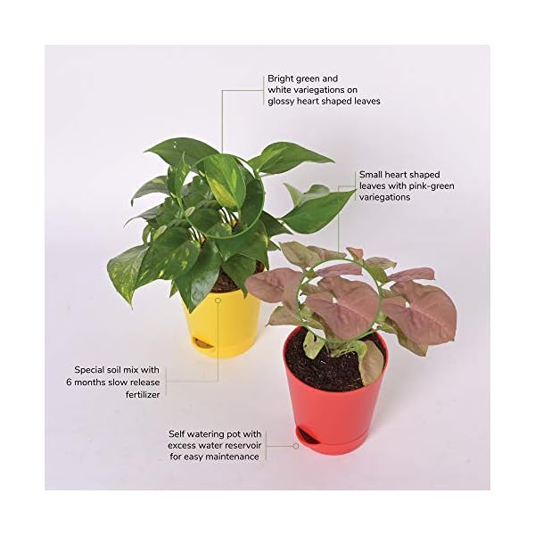 Ugaoo Indoor Plants With Pot For Home - Syngonium Pink & Money Plant Variegated - Image 4
