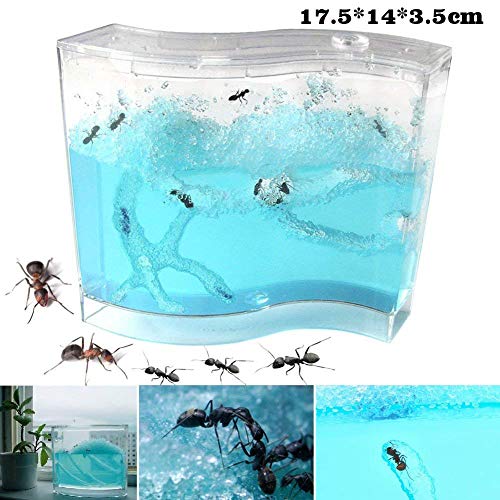 Ant Works Farm Castle, Live Ant Viewing Habitat, Educational Toy, Allows Study of Social Structure, Architecture, Ecosystem, and The Behavior of Ants Within The 3D Maze of Translucent Gel - L Size - Thumbnail 6