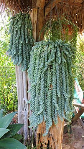 1 cutting 2" Sedum Burrito Donkey Tail Sedum Morganianum Succulent Cactus rare