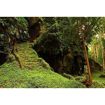 Amazon.com : Yeele 5x3ft Jungle Forest Backdrop for