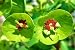 Miss Robb's Bonnet Spurge - Euphorbia robbiae - Live Plant - Quart Pot