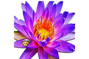 (Nymphaea Alin) Tropical Water Lily Tuber Live Aquatic Plants for Freshwater Fish Pets Pond Balcony Decorations by Greenpro