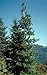 Western White Pine | Live Tree Seedling (Small) | The Jonsteen Company