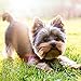 2020 Yorkshire Terrier Puppies Calendar 16 Month 12 x 12 Wall Calendar by Bright Day Calendars (Yorkshire Terrier Puppies 2019)