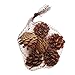 24 Pack Natural Pine Cones For Christmas Fall Thanksgiving Harvest Autumn Party Craft Accessory Decorations, 4 Winter Holiday Colors Red White Gold and Brown By Gift Boutique