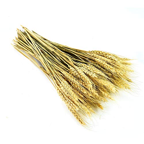 Pomeat Wheat Stalks, 100Pcs Dried Wheat Stalks Golden Dried Natural