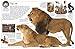 DK Eyewitness Books Cat: Explore the Fascinating Lives of Catsâ€”from Domesticated Breeds to Fearsome Felin
