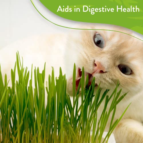 Cat Grass Seeds (6oz) Barley & Oat Seeds Mix Keep Pets Healthy with
