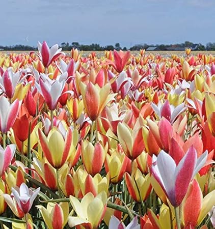 amazon com tulip clusiana super mix also called the lady tulip flower 25 bulbs garden outdoor tulip clusiana super mix also called the lady tulip flower 25 bulbs