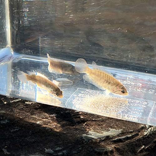 Amazon 淡水魚 チョウセンブナ 1匹 生体 川村淡水魚販売 観賞魚 水中生物 通販