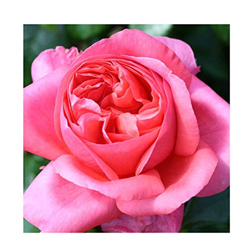 Rosa Bush Rose Hybrid Tea 'Special Anniversary' Plant