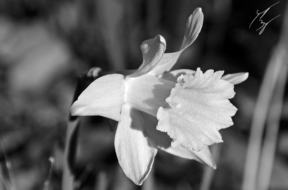 Amazon.com: Daffodil limited edition fine art print signed and numbered