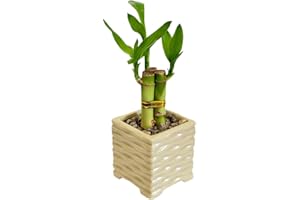 GENERIC Coop & Harp 3-Stalk 4" Lucky Bamboo Live Indoor Plant with Ceramic Cube Textured Vase, Live Indoor Lucky Bamboo for Home, Office and Gift (Cube Beige)