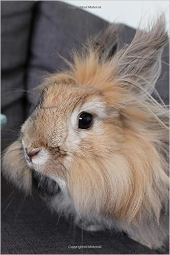 buy angora rabbit online