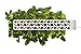 Click & Grow Indoor Smart Fresh Herb Garden Kit (Newer Model Available) (Discontinued by Manufacturer)
