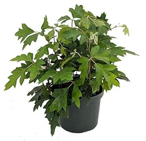 Madera de roble de hojas de hiedra planta - Cissus rhombifolia - 6 "Pot