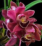 Orchid Insanity -- Cymbidium Koushu Tango -- dark red flower easy hardy warm-tolerant excellent for beginners
