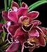 Orchid Insanity -- Cymbidium Koushu Tango -- dark red flower easy hardy warm-tolerant excellent for beginners