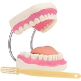 Giant Teeth Dental Demonstration Model with Toothbrush, Enlarged 6 Times Standard Size Mouth Model, Denture Teaching Model for Teaching and Study