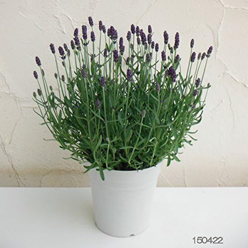 Amazon 大株 ラベンダー 春苗 アロマティコブルー5号鉢植え 二季咲き Diy 工具 ガーデン